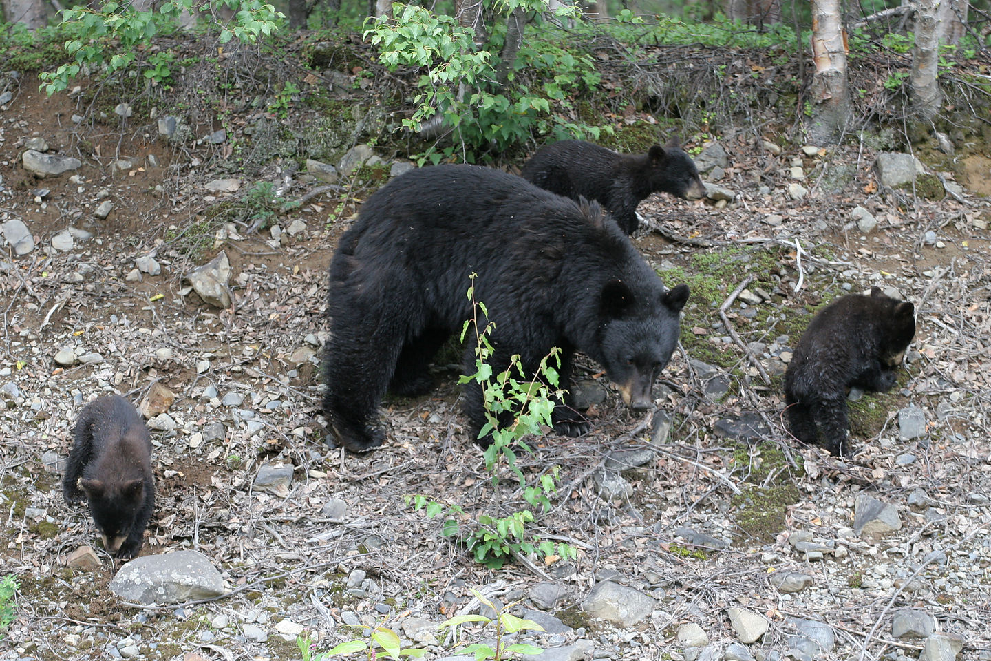 Mama Black Bear with 3 cubs Mama Black Bear with 3 cubs