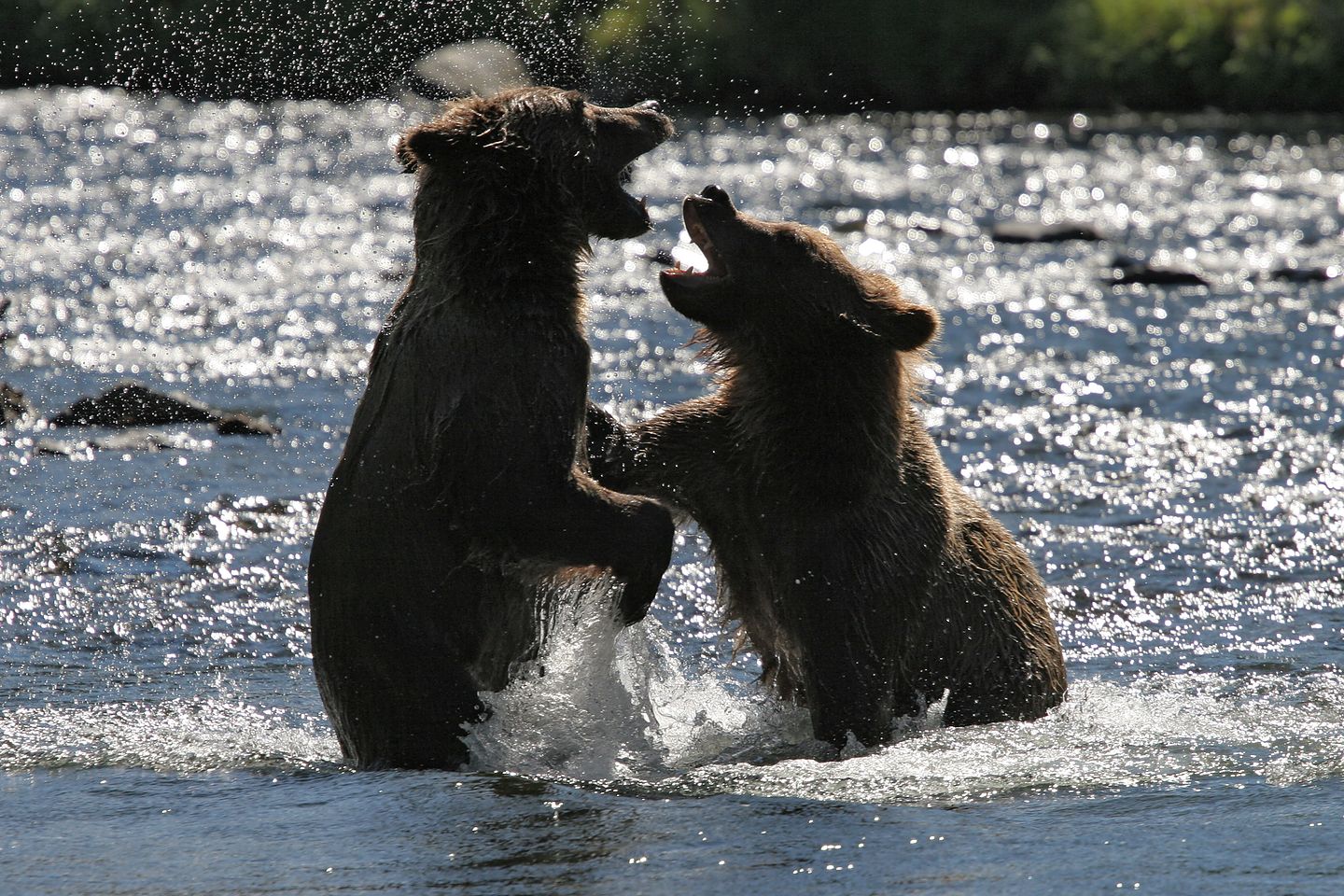 Play fighting Russian River grizzly bear cubs Play fighting Russian River grizzly bear cubs