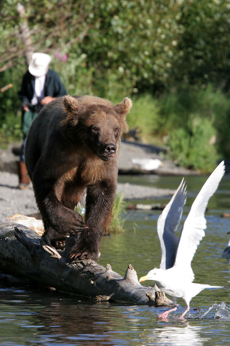 Grizzly bear with seagull and fisherman Grizzly bear with seagull and fisherman