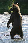 Grizzly bear scaring off fishermen Grizzly bear scaring off fishermen