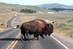 Why does the Bison cross the road?
