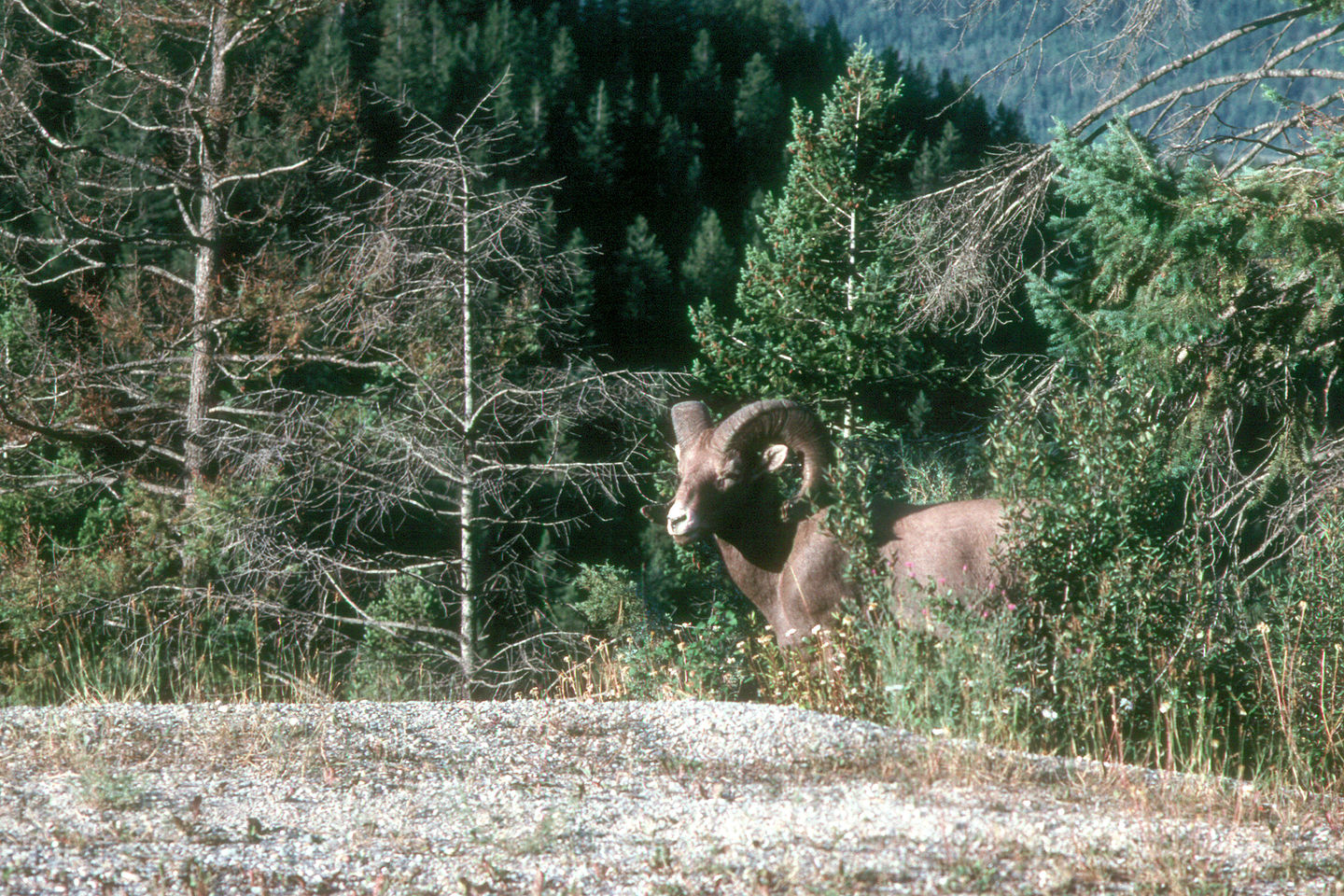 Big horn sheep near campground Big horn sheep near campground