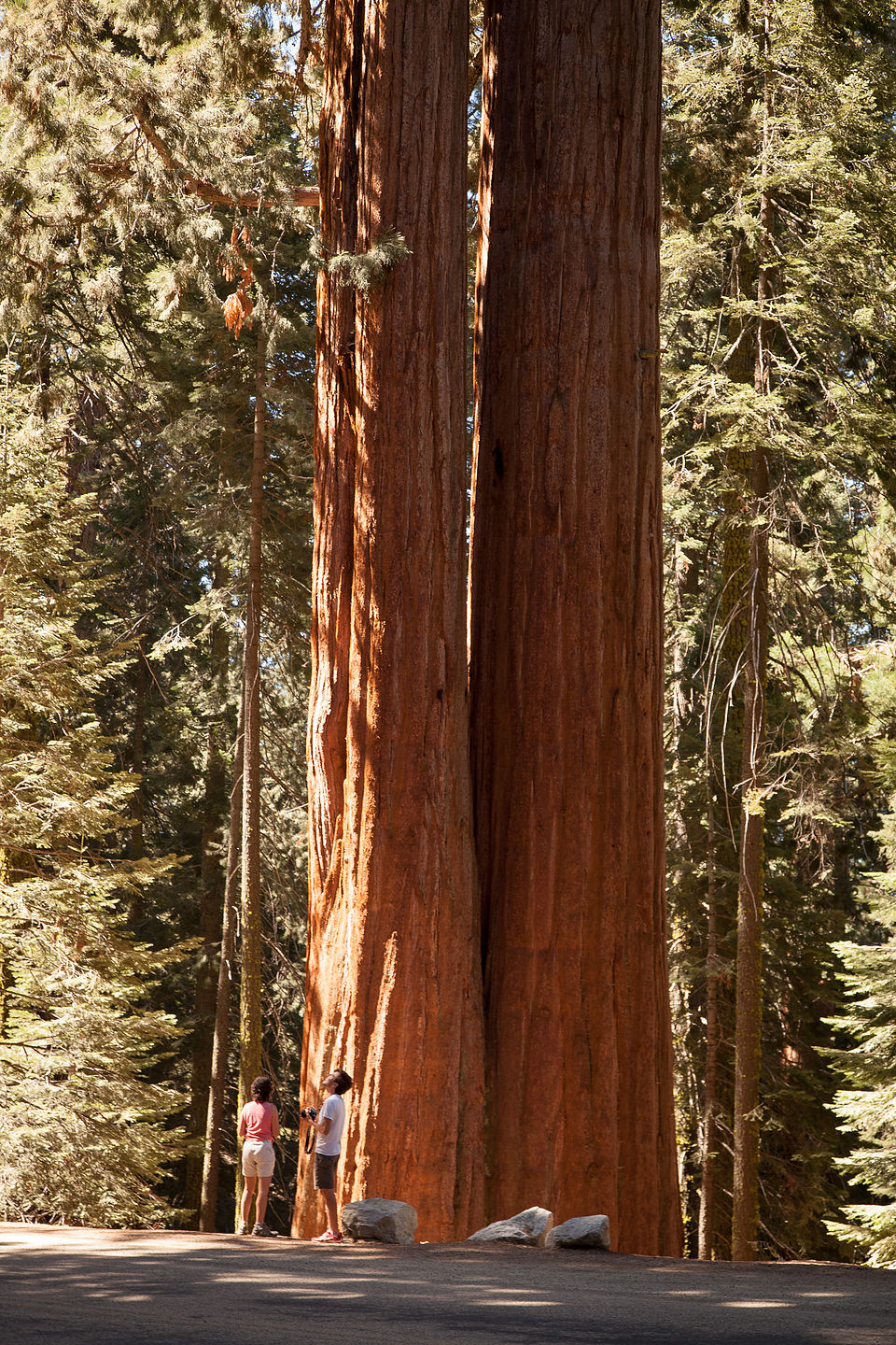 Siamese twin Sequoia trees Siamese twin Sequoia trees