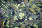 Wizard Fish Hatchery Trout Wizard Fish Hatchery Trout