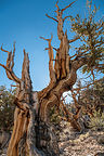 Bristlecone Pine Tree Bristlecone Pine Tree