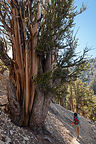 Lolo Hiking in Bristlecone Pine Forest Lolo Hiking in Bristlecone Pine Forest