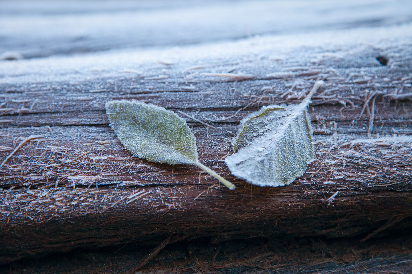 Frosty Leaves on Log Frosty Leaves on Log