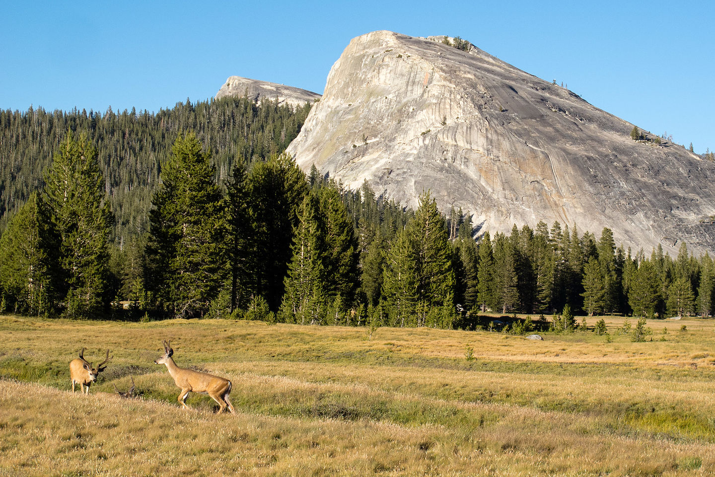 Deer frolicking in the meadow Deer frolicking in the meadow