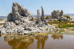Giraffe tufas Giraffe tufas