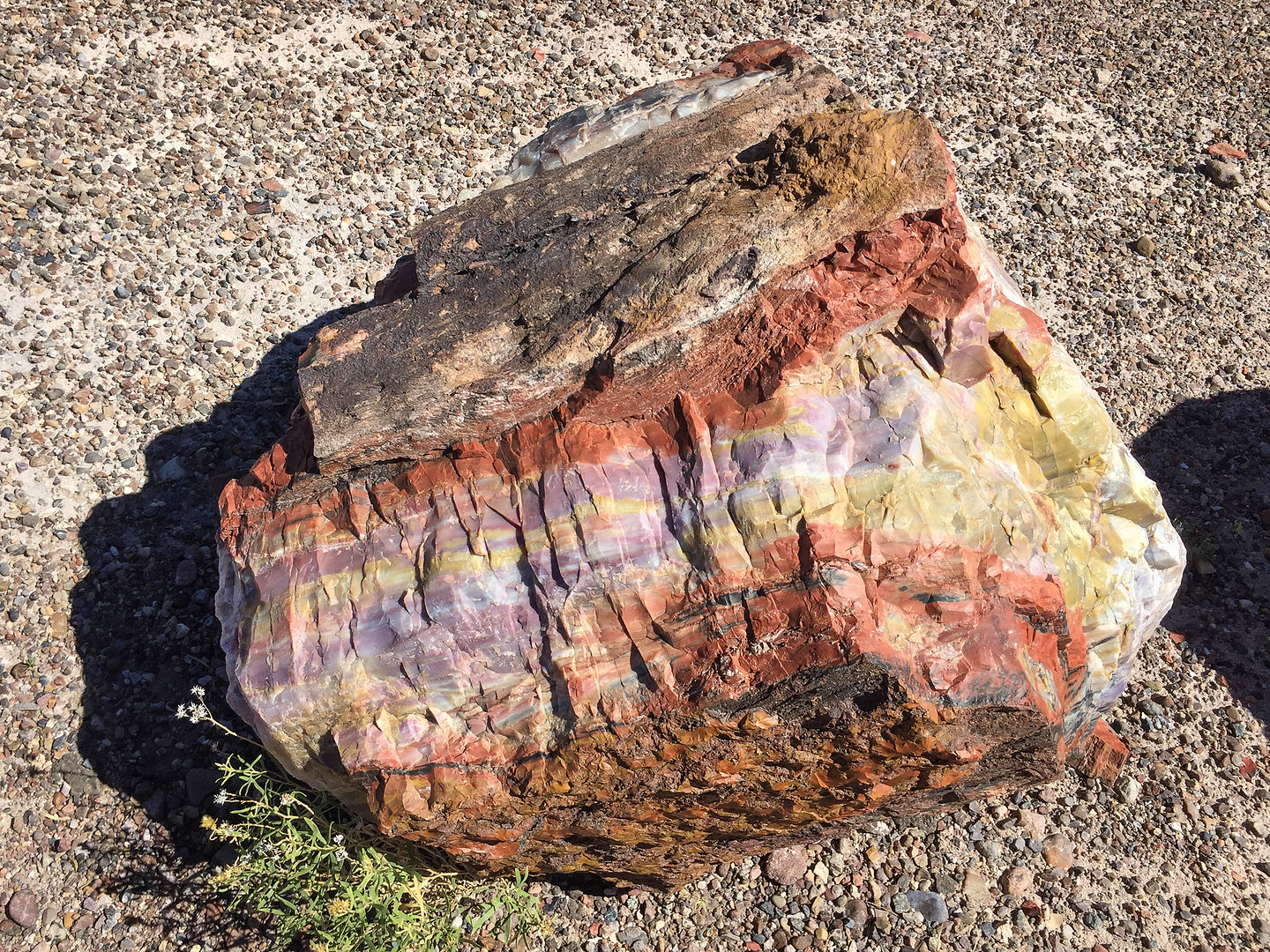 Vibrant colors of a petrified log Vibrant colors of a petrified log
