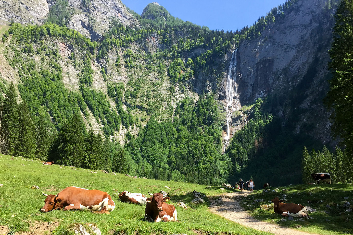 Friendly German cows lounging near the Rothbachfall Friendly German cows lounging near the Rothbachfall