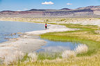Lolo wandering along Mono Lake Lolo wandering along Mono Lake