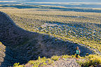 Lolo on Panum Crater Trail Lolo on Panum Crater Trail