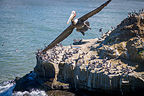 Soaring California brown pelican Soaring California brown pelican
