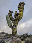 Anatomically correct cactus Anatomically correct cactus