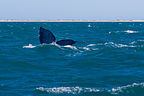 Whale tail Whale tail