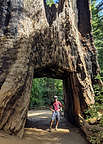 Tunnel tree in Tuolumne Grove Tunnel tree in Tuolumne Grove