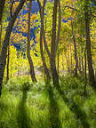 Aspen grove along Convict Lake Trail Aspen grove along Convict Lake Trail