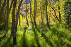 Aspen grove along Convict Lake Trail Aspen grove along Convict Lake Trail