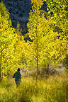 Hilda wandering through the aspen grove at Convict Lake Hilda wandering through the aspen grove at Convict Lake