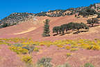 The lovely colors along Jawbone Canyon Road The lovely colors along Jawbone Canyon Road