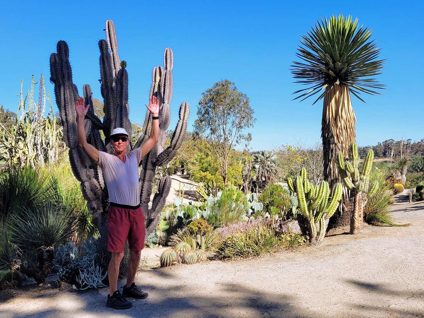 Herb in the Balboa Park Desert Garden Herb in the Balboa Park Desert Garden