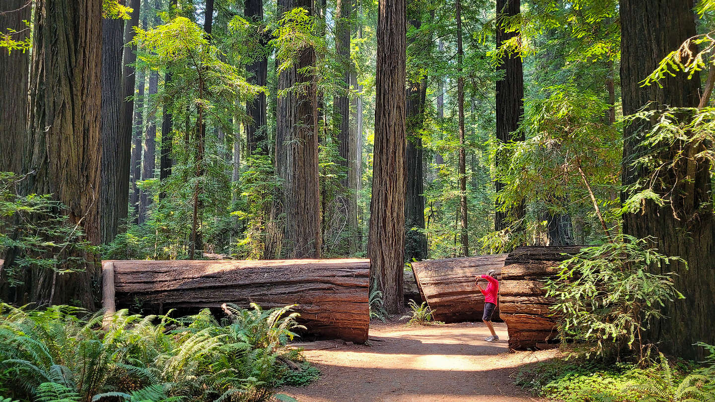 Lolo stalking the fallen Dyerville Giant Lolo stalking the fallen Dyerville Giant