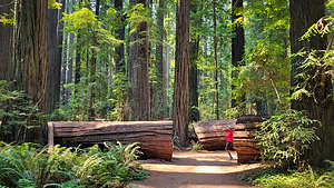 Lolo stalking the fallen Dyerville Giant