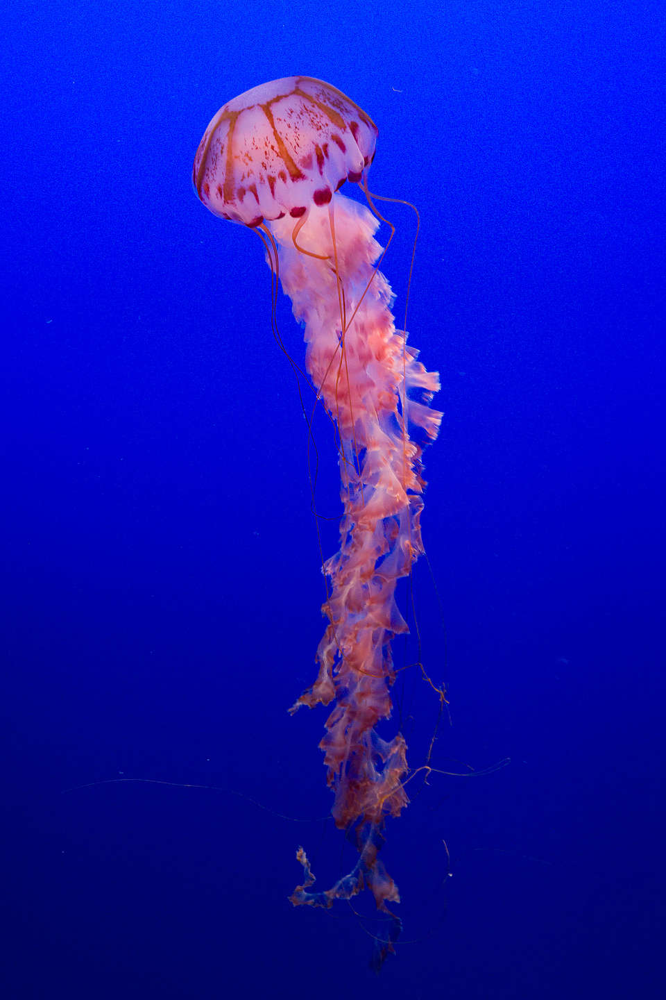Purple-striped jelly Purple-striped jelly