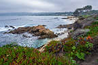 Carmel's Scenic Bluff Path