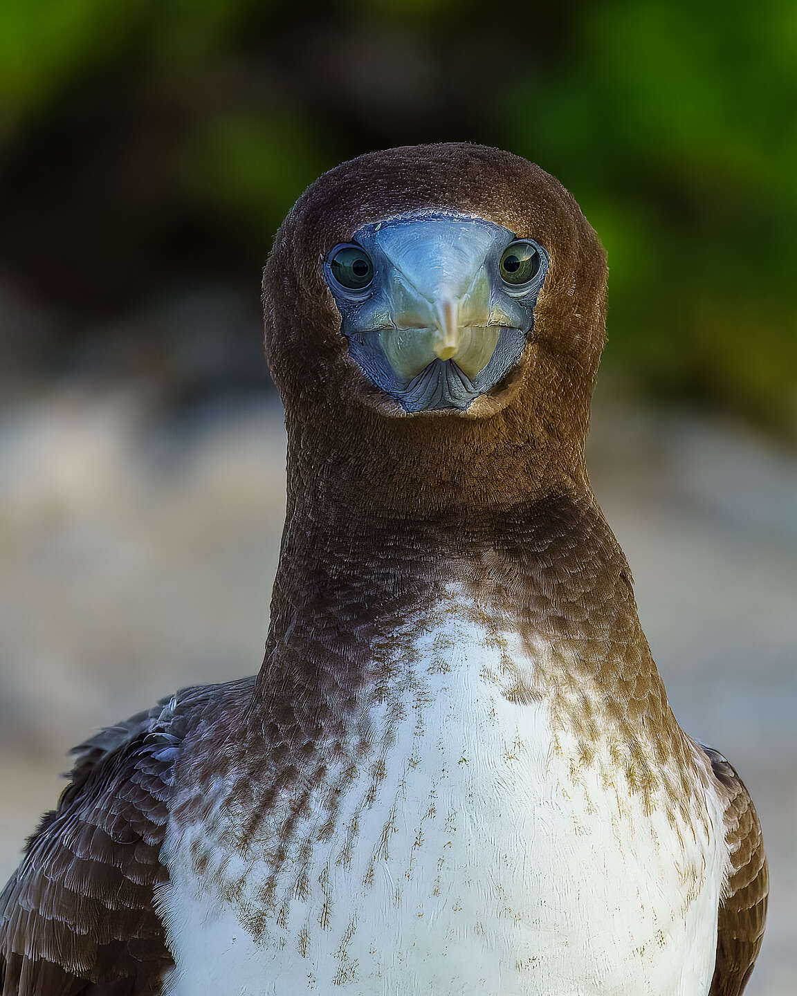 Juvenile booby of sorts? Juvenile booby of sorts?