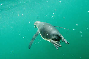 Snorkeling with the penguins