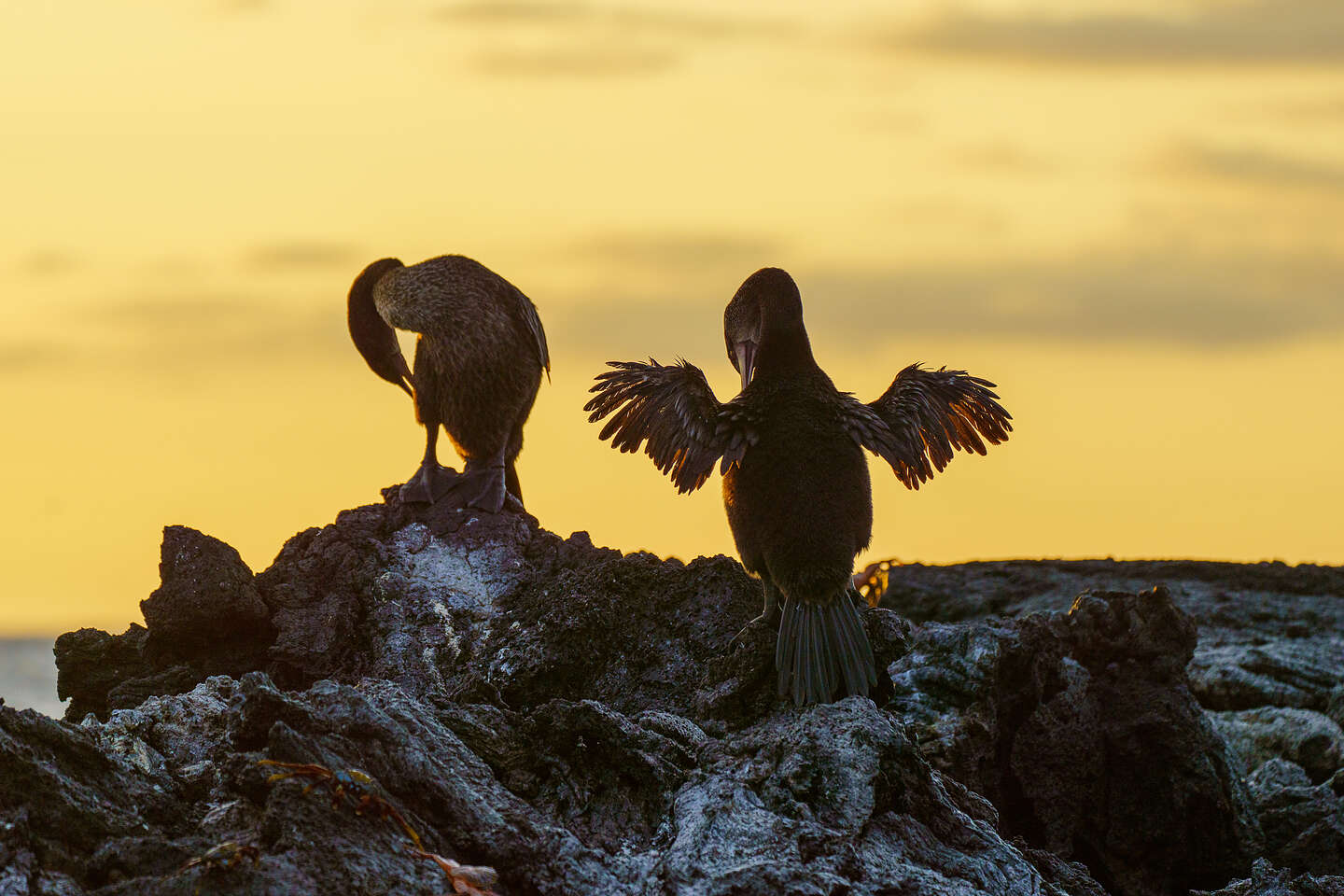 Flightless cormorant drying his wings Flightless cormorant drying his wings