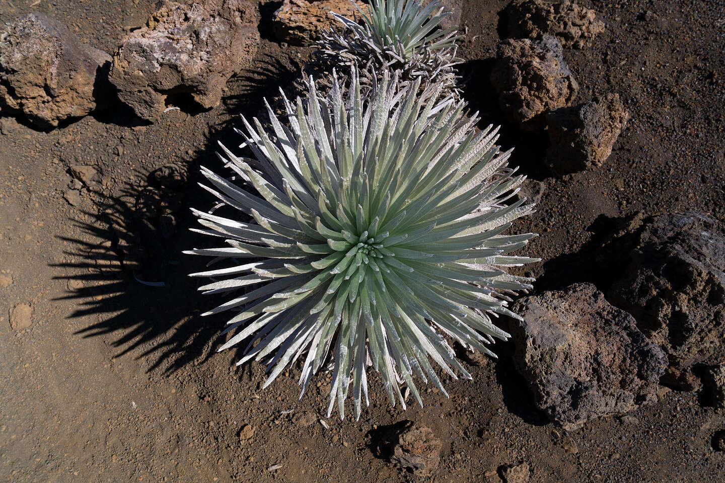 Haleakala Silversword Haleakala Silversword