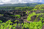 Lava and Napuaka Plants Lava and Napuaka Plants