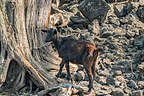 Feral goat along the Hoapili Trail Feral goat along the Hoapili Trail