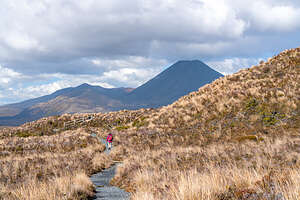 Through the Red Tussock