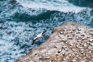 Gannet in flight