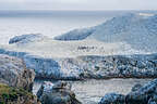 Bird Island
