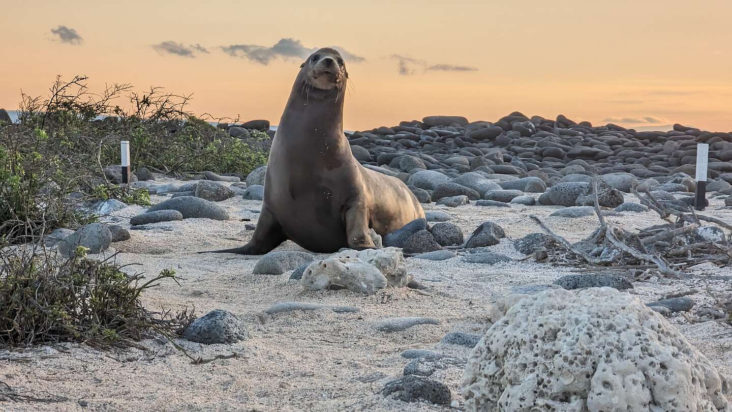 Galapagos Sea Lion Galapagos Sea Lion