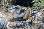 Blue-footed booby nesting in the trail Blue-footed booby nesting in the trail