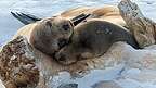 Cuddling sea lions Cuddling sea lions
