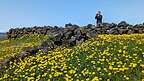 Yellow wildflowers near an 1880s sheepfold Yellow wildflowers near an 1880s sheepfold