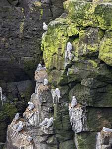 Arctic Terns in Grotto