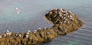 Arctic Tern colony