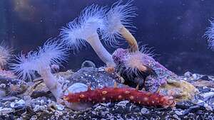 Residents of the Ucluelet Aquarium