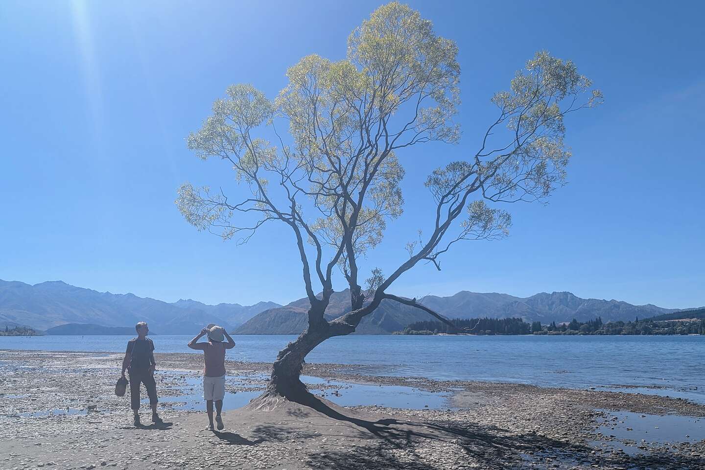 #ThatWanakaTree #ThatWanakaTree