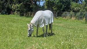 Horses where coats in NZ