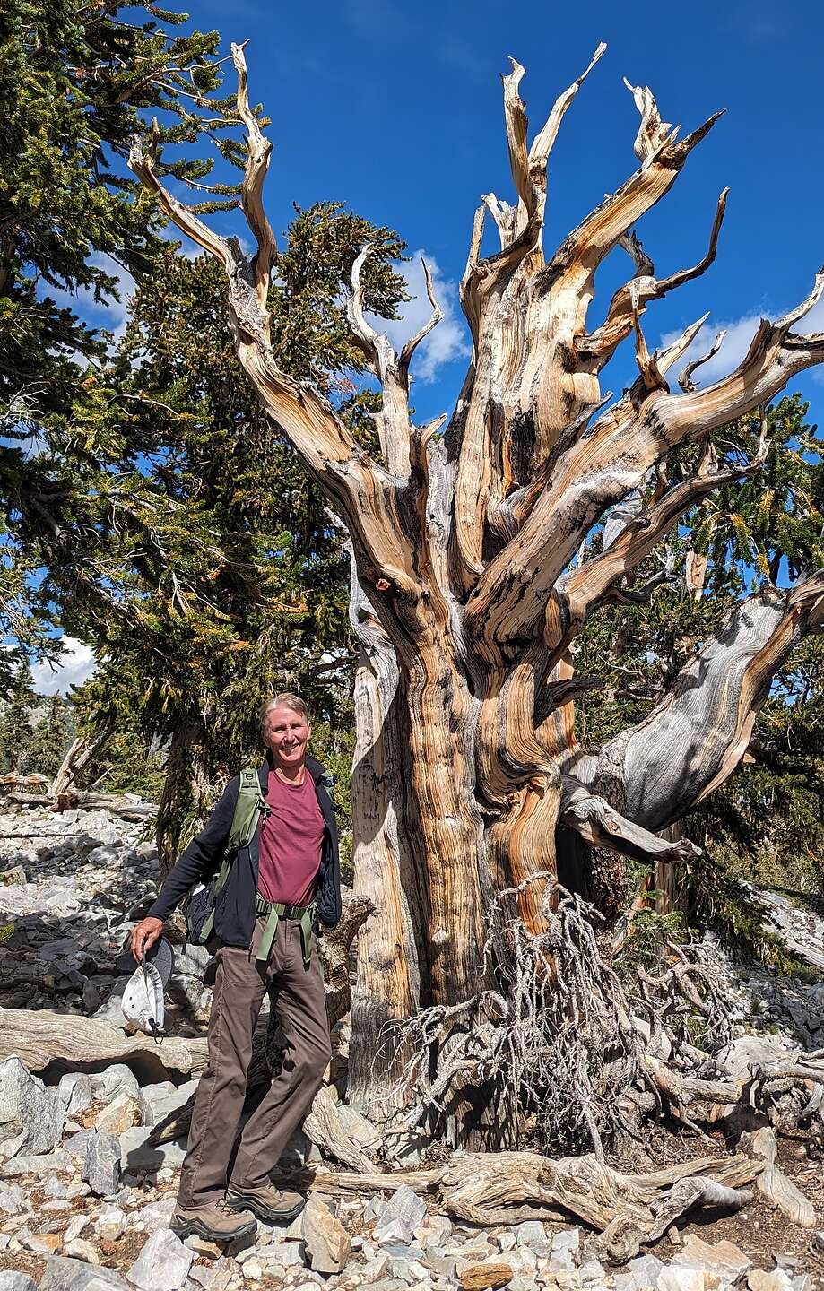 Bristlecone Pine Bristlecone Pine