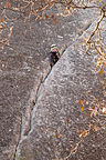 Lolo on Yosemite Crack